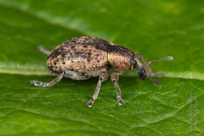 Серый свекловичный долгоносик Tanymecus palliatus