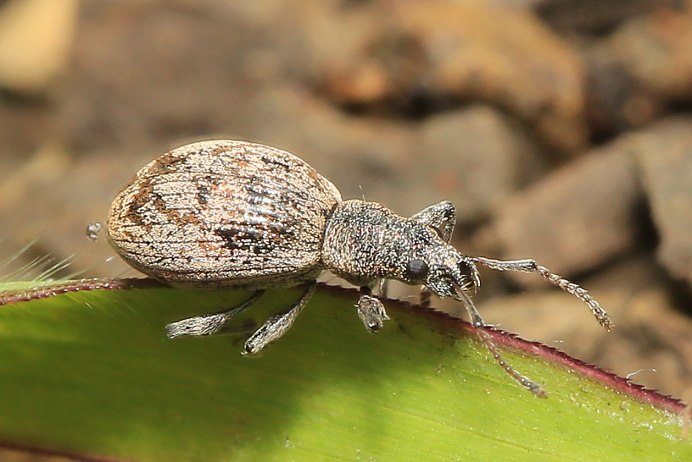 Березовый листовой долгоносик Phyllobius argentatus