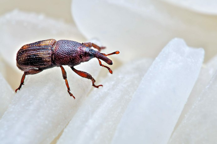 Curculio glandium