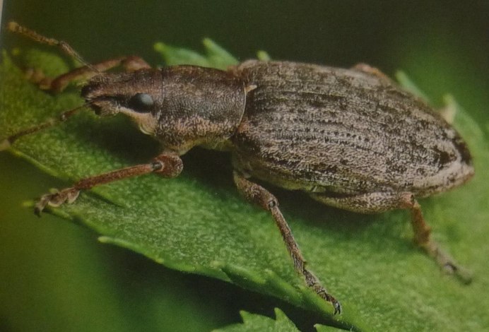 Sitona sulcifrons