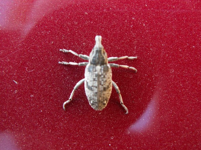 Weevil перевод