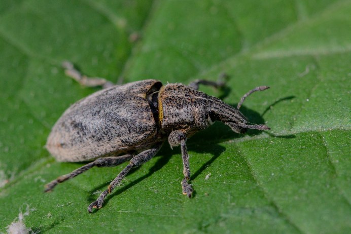 Люцерновый Скосарь Otiorhynchus ligustici