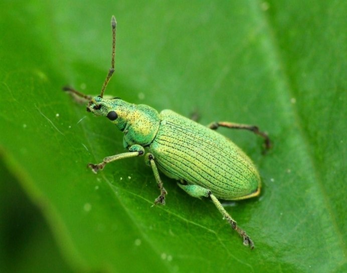 Asellus latifrons