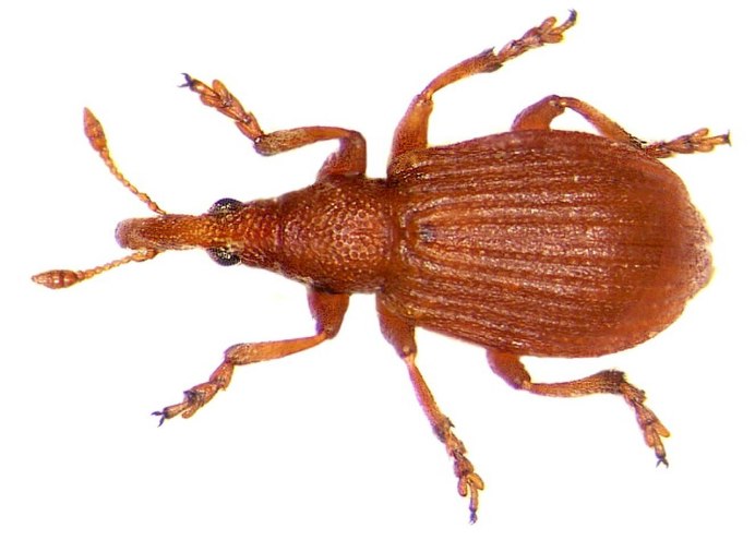 Долгоносики (Curculionidae)