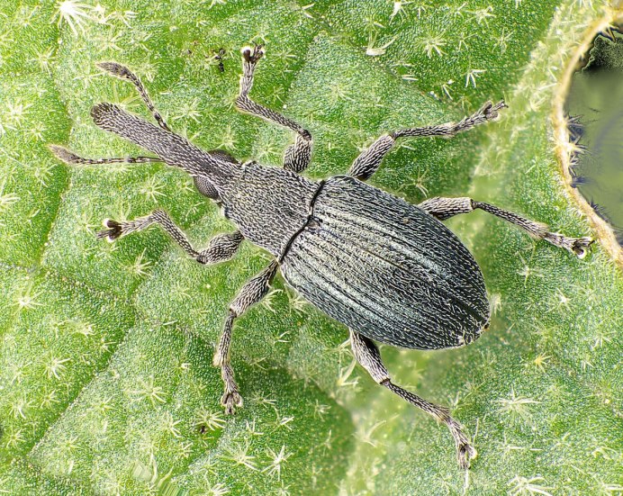 Sitona lineatus Карелия. Pdf