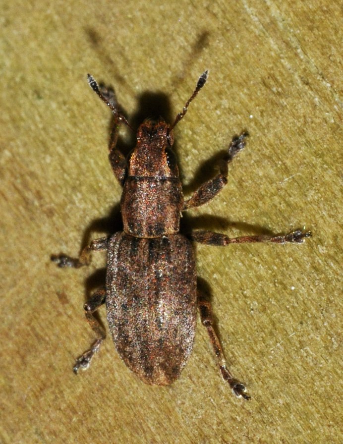 Idae name