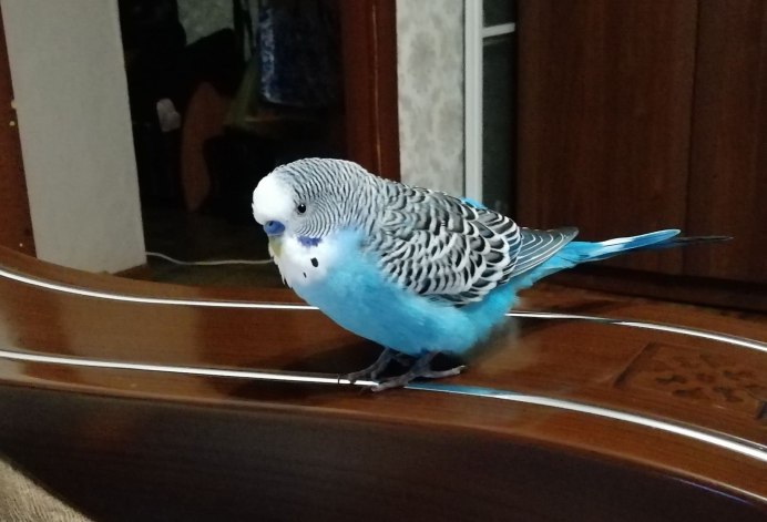 Самка волнистого попугая