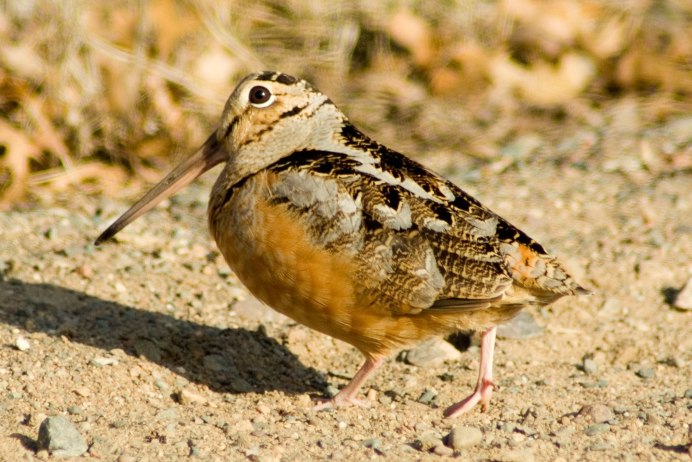 Scolopax rusticola