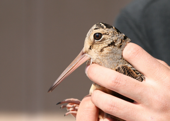 Woodcock красота