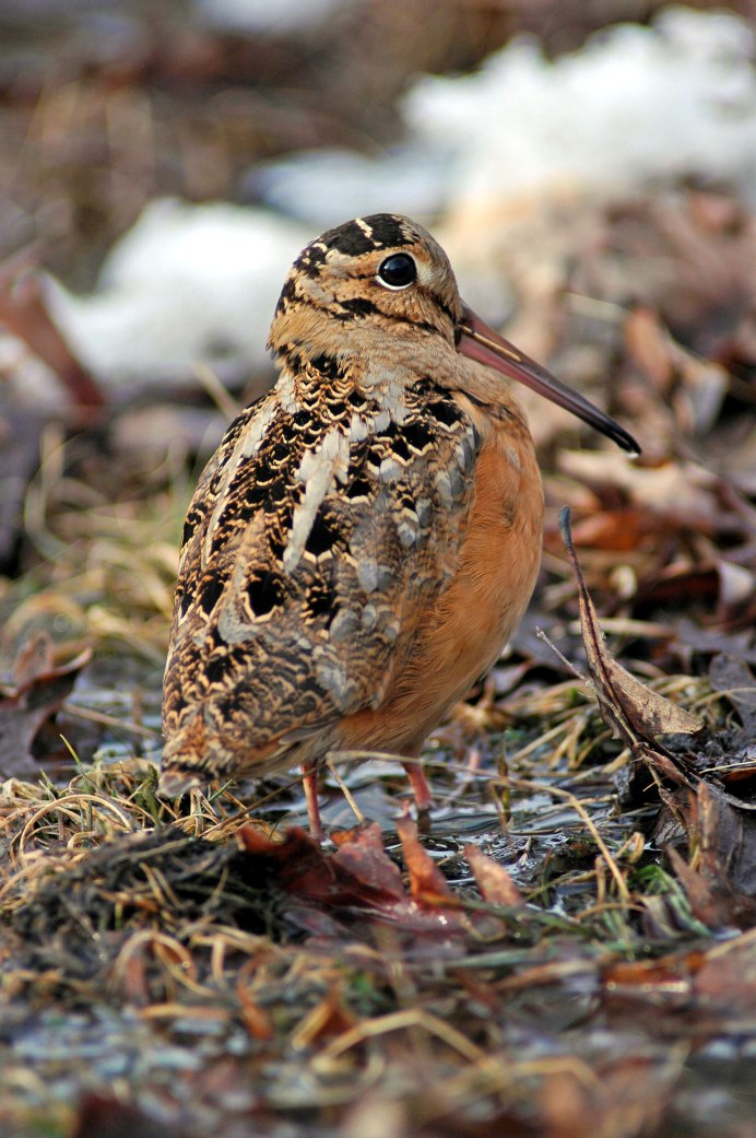 Брошь Woodcock вальдшнеп