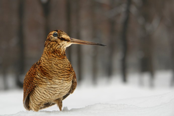 American WOODECH