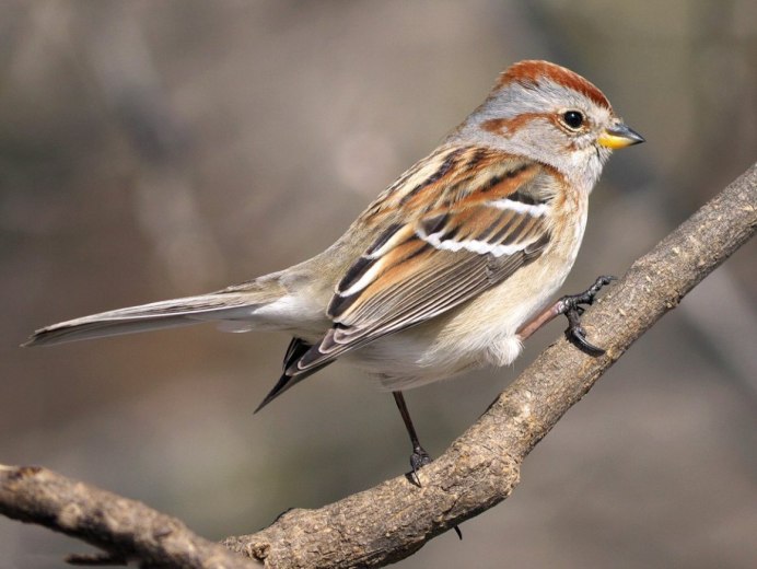 Воробьиные (passeriformes) представители