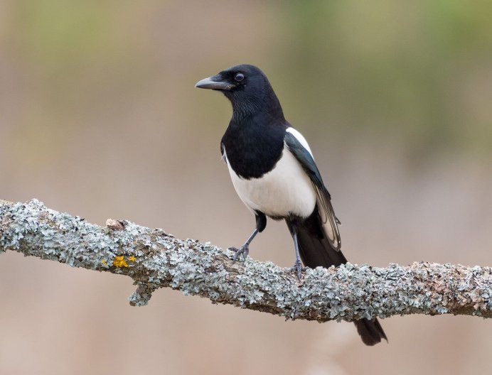 Галки вороны сороки