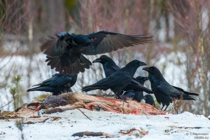 Сороки и вороны