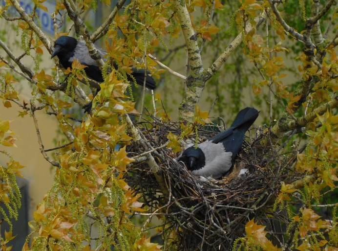 Сорока птица