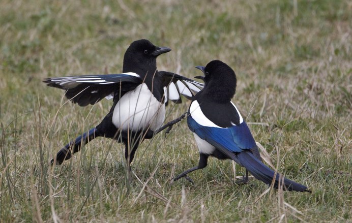 Воробьинообразные птицы сорока