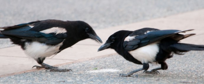 Серая ворона самец