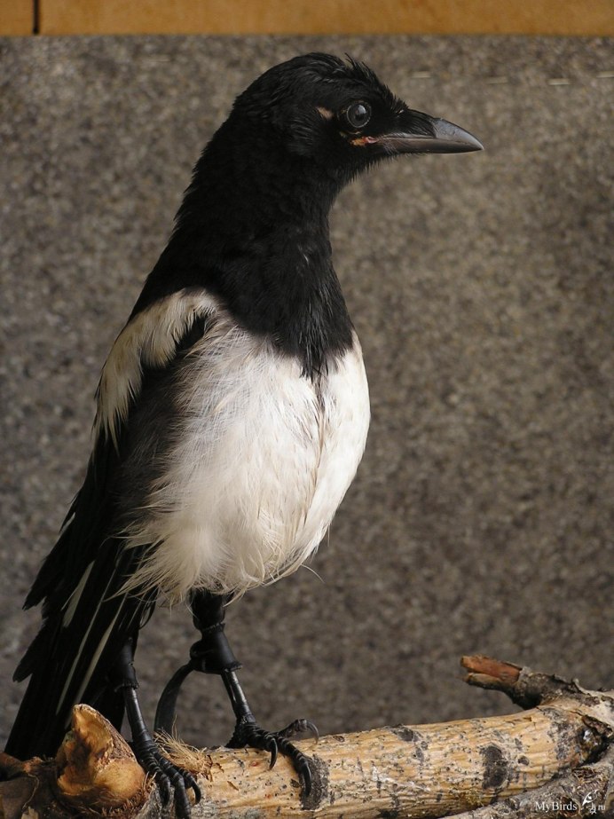 Поведение вороны зимой