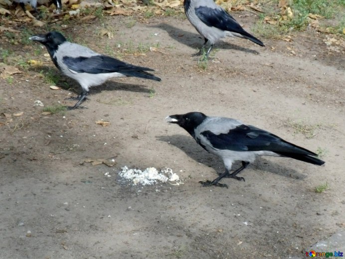 Сорока и ворона разница