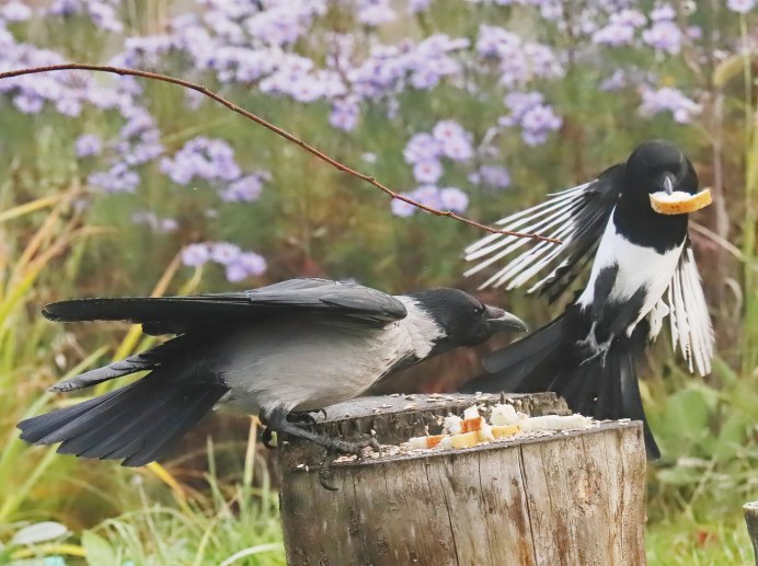 Галка ворона сорока