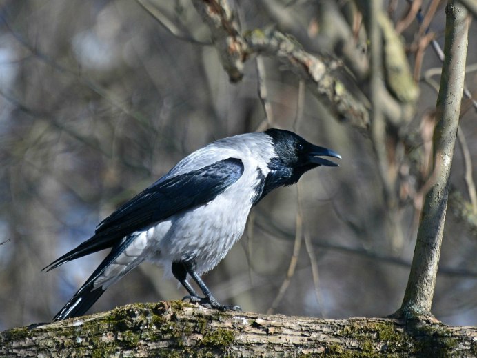 Сороки много