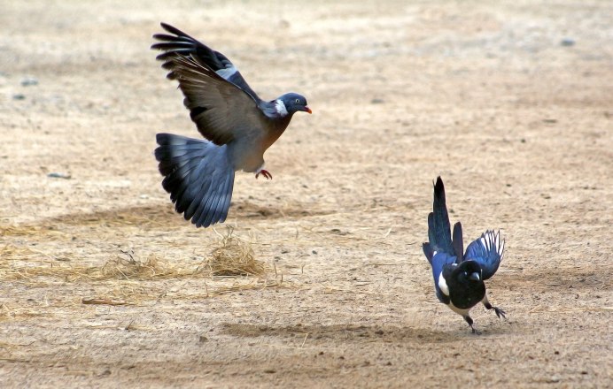 Австралийский ворон Свистун