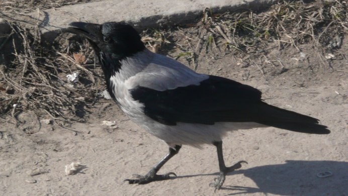 Ворона на снегу