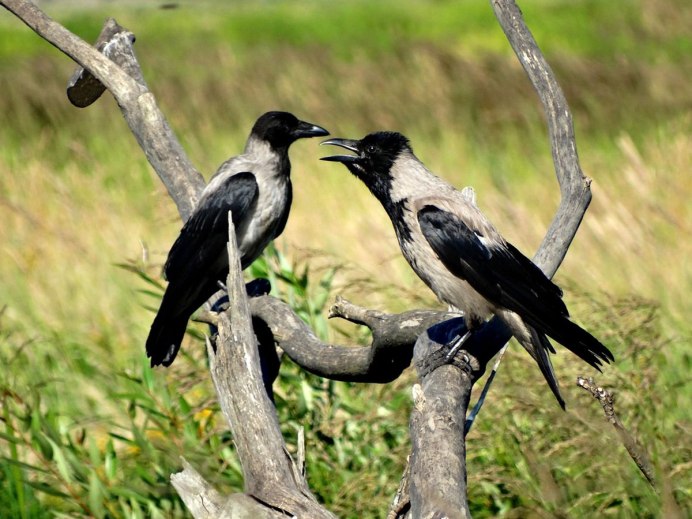Галки, ворона, сорока, ворон