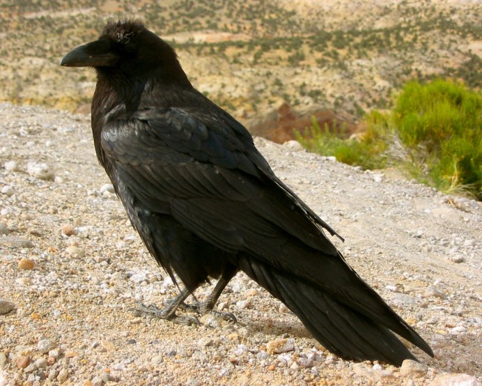 Светланы Жуковой "ворон и сорока "