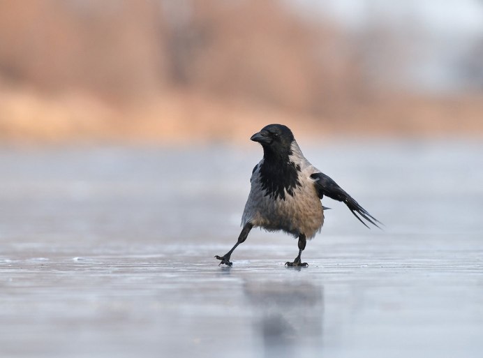 Сорока прыгает