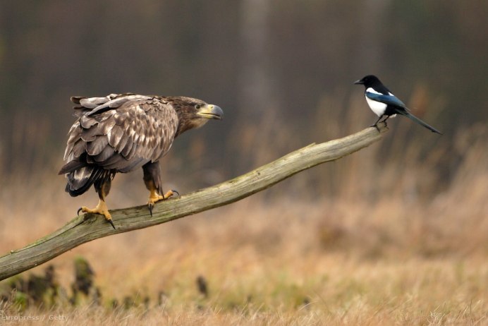 Австралийская сорока