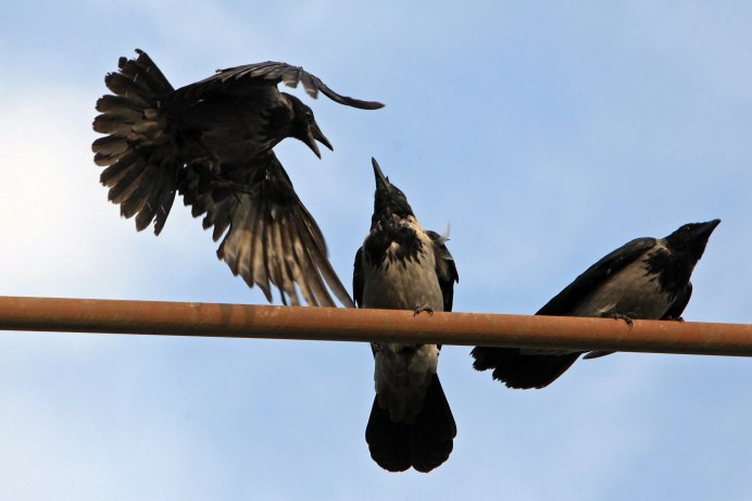 Три вороны на воротах