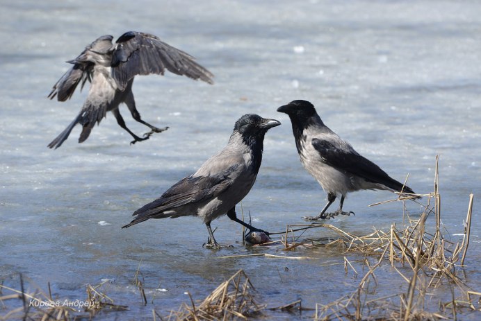 Ворона ворон сорока Галка и Грач