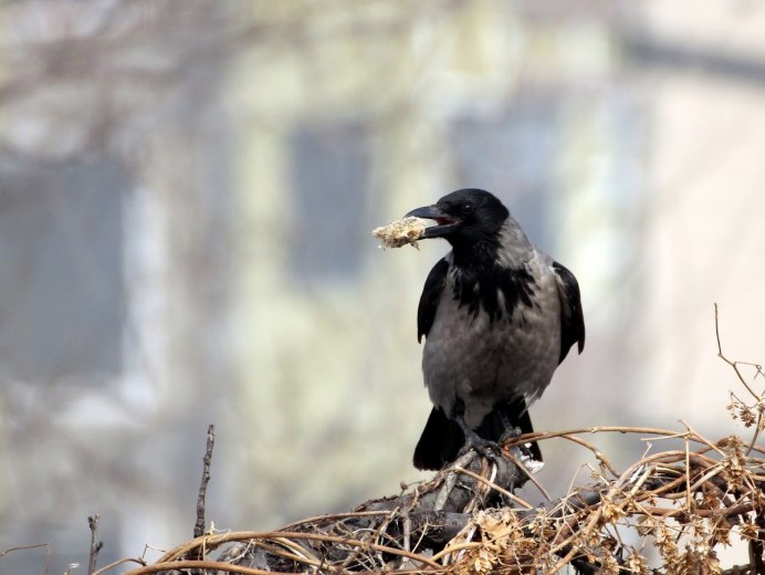 Ворон клюет