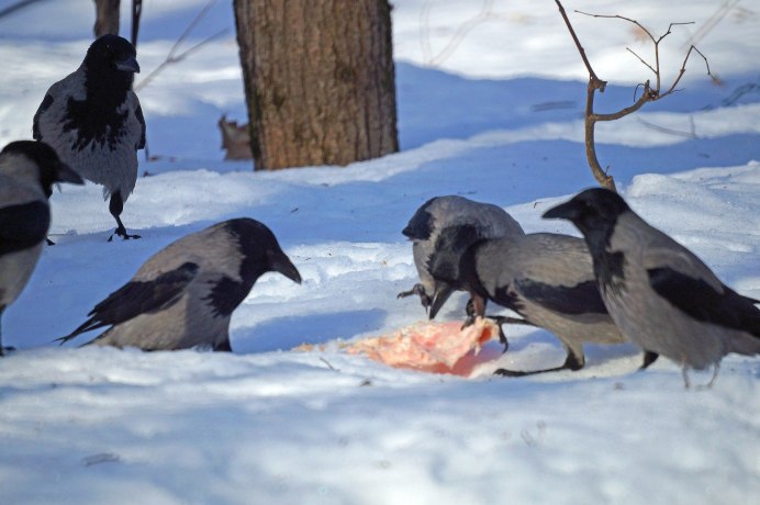 Птица черная с белым