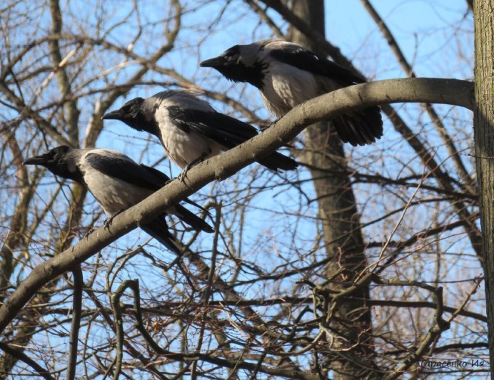 Вороны и их птенцы