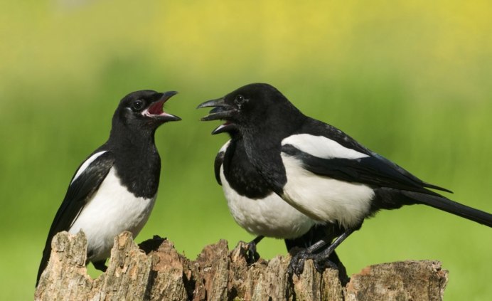 Сорока на крыше