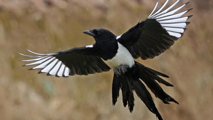 Сорока сидит на пеньке