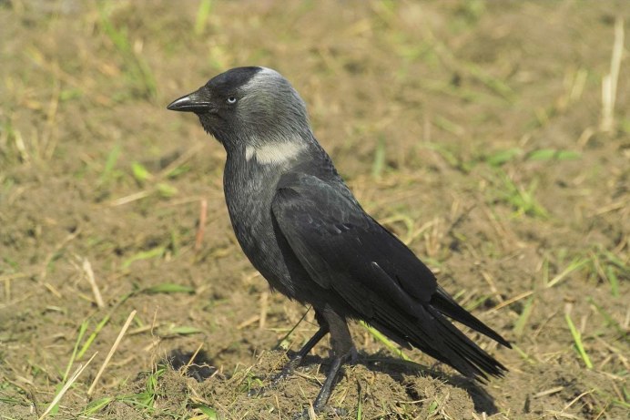 Австралийская сорока Магпай
