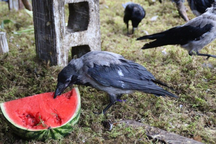 Воронье гнездо Воронята