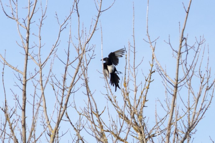 Сорока каркает