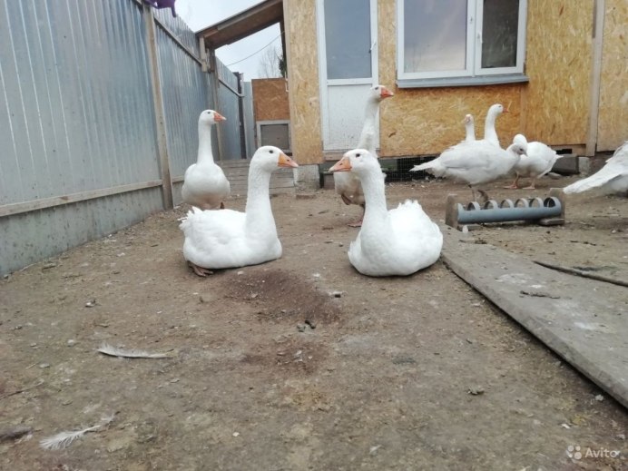 Гуси Мамуты