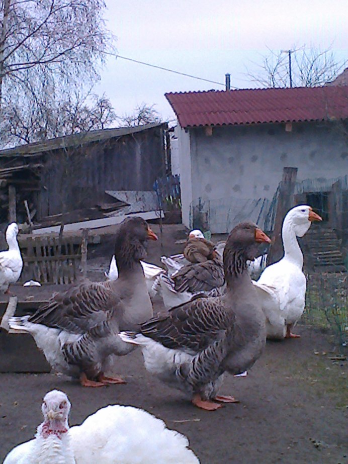 Гуси породы губернаторские