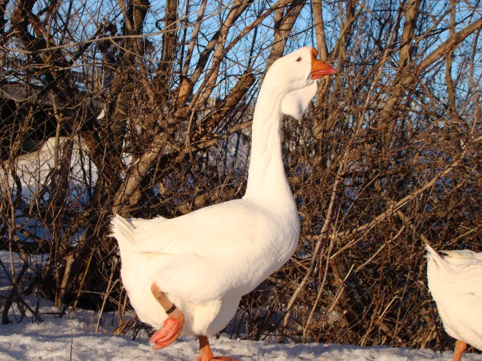 Гуси породы Мамут