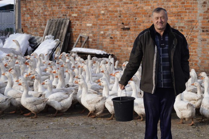 Гуси породы Мамут