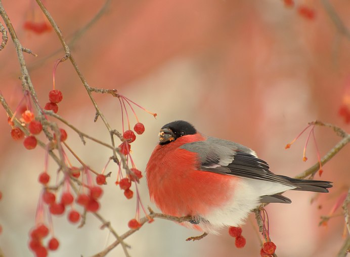 Фото обыкновенный Снегирь pyrrhula pyrrhula / Eurasian Bullfinch, common Bullfinch
