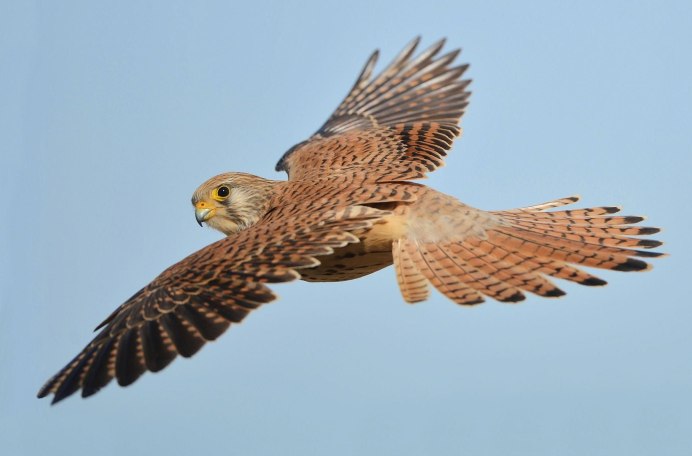 Greater Kestrel
