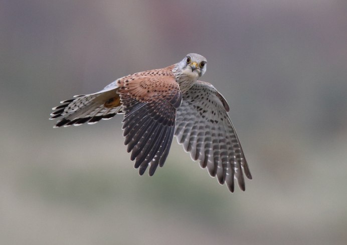 Julian Kestrel