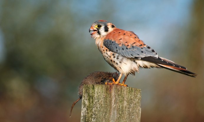 Falco moluccensis