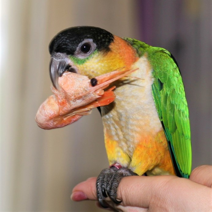 Каик Королевский